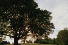 Najstarsi-strom-v-mojej-dedinke.-Svrcinovec.-Lavicka-zamilovanych-pri-buku